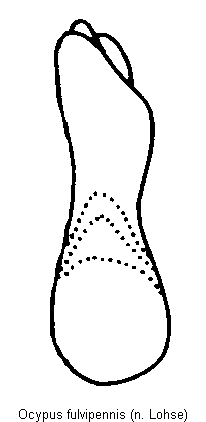 ocypus_fulvipennis.gif