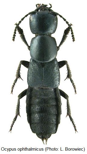 ocypus_ophthalmicus_hab.jpg