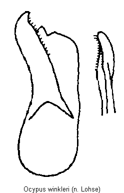 ocypus_winkleri.gif