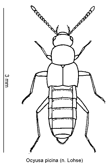 ocyusa_picina_hab.gif