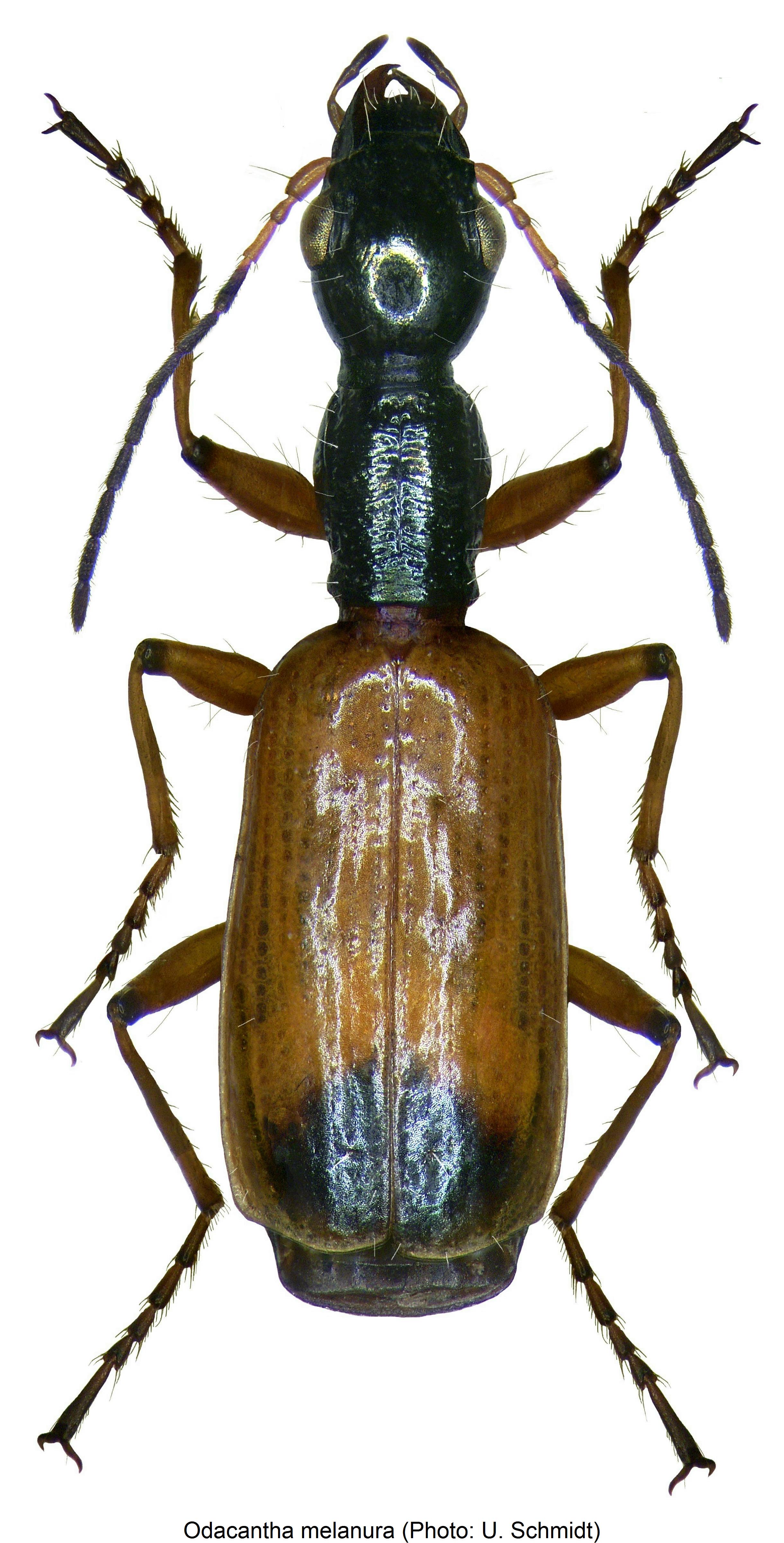 odacantha_melanura_hab.jpg
