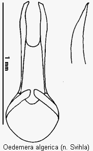 oedemera_algerica.gif