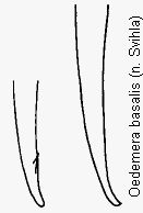 oedemera_basalis.gif