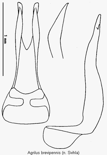 oedemera_brevipennis.gif