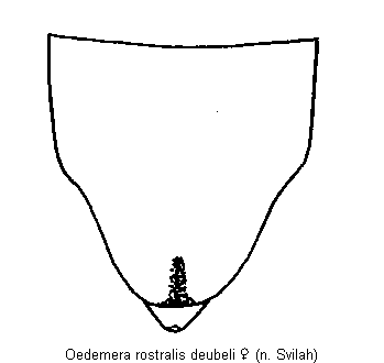 oedemera_deubeli_ster.gif