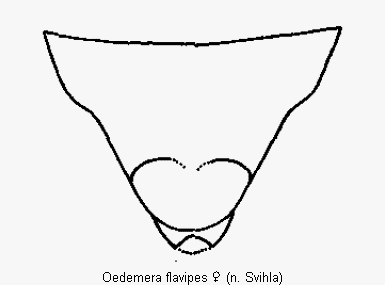 oedemera_flavipes_ster.gif