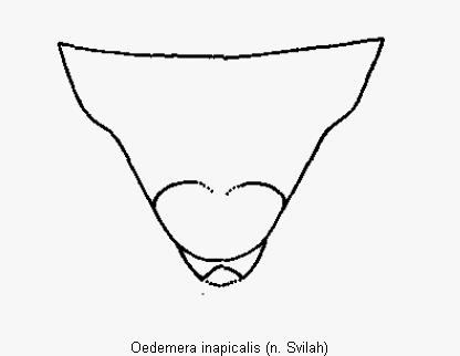 oedemera_inapicalis_pyg.gif