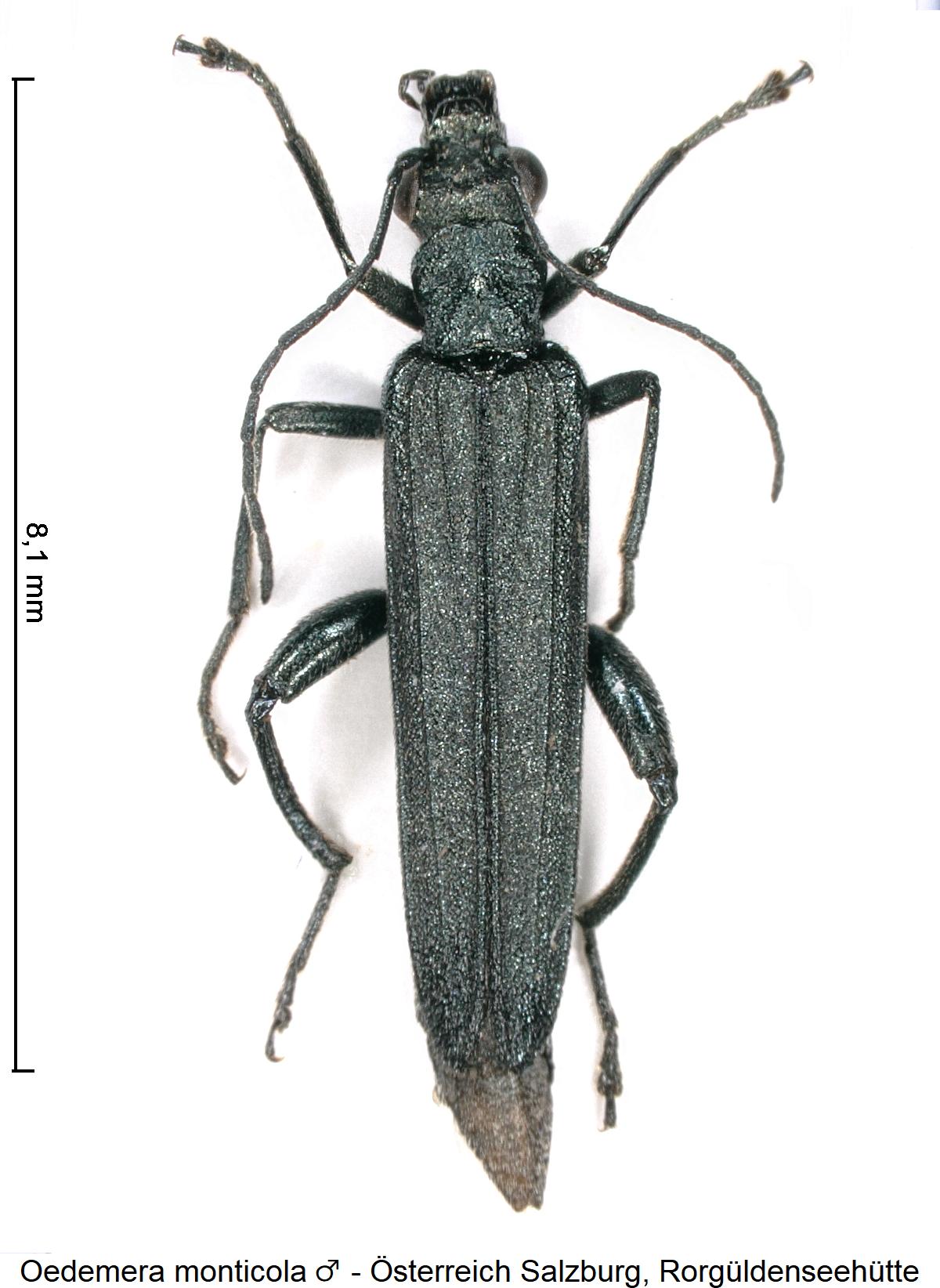 oedemera_monticola_m_hab.jpg