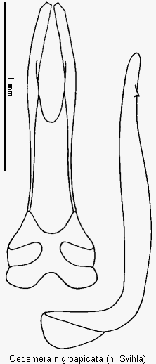 oedemera_nigroapicata.gif