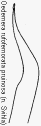 oedemera_pruinosa.gif