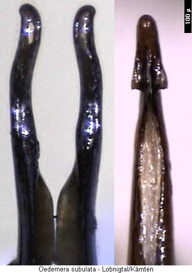 oedemera_pthysica.jpg