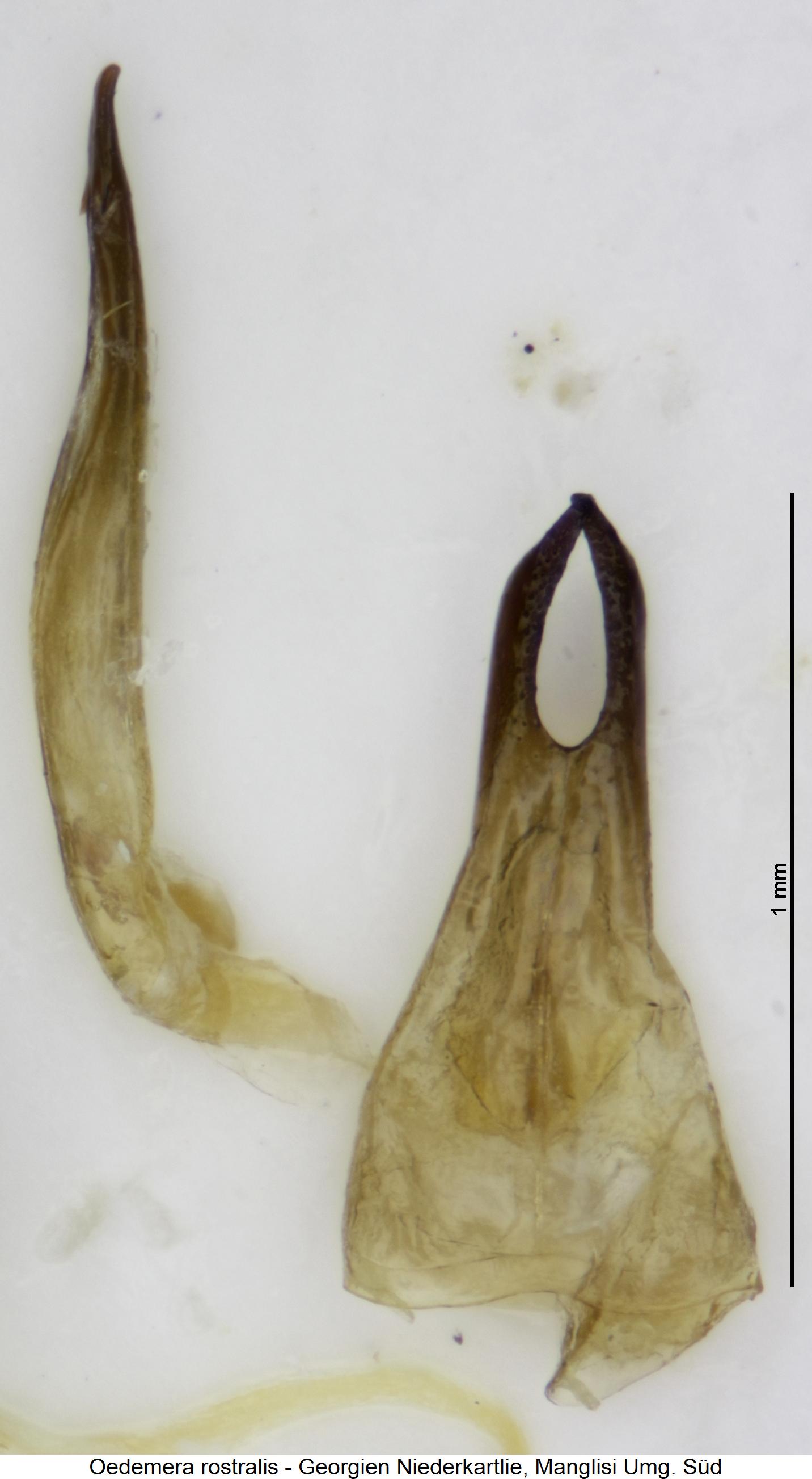 oedemera_rostralis.jpg