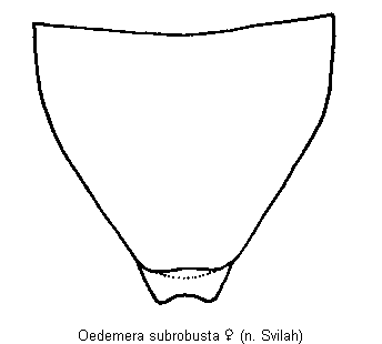 oedemera_subrobusta_ster.gif