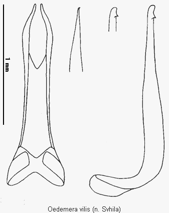oedemera_vilis.gif