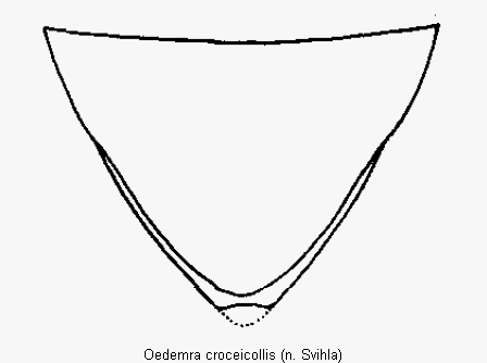 oedemra_croceicollis_ster.gif
