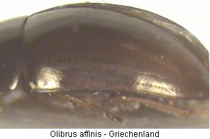 olibrus_affinis_srd.jpg