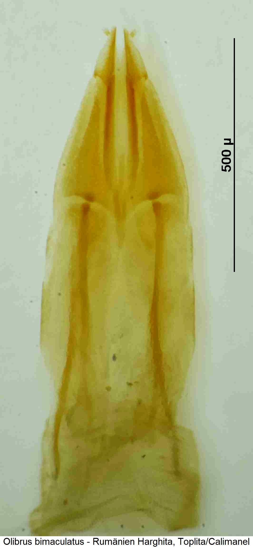 olibrus_bimaculatus_ovi.jpg