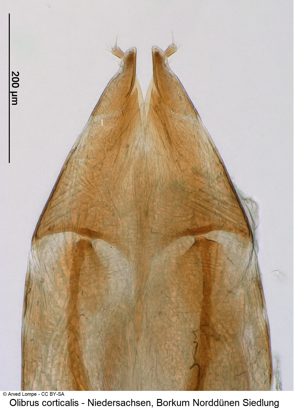 olibrus_corticalis_ck33148871_ovi.jpg