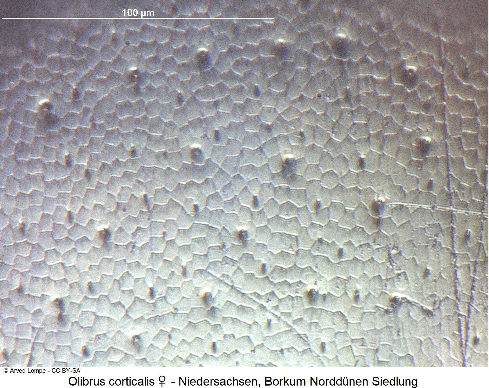 olibrus_corticalis_w_ck33148871_hsch_ms-1.jpg