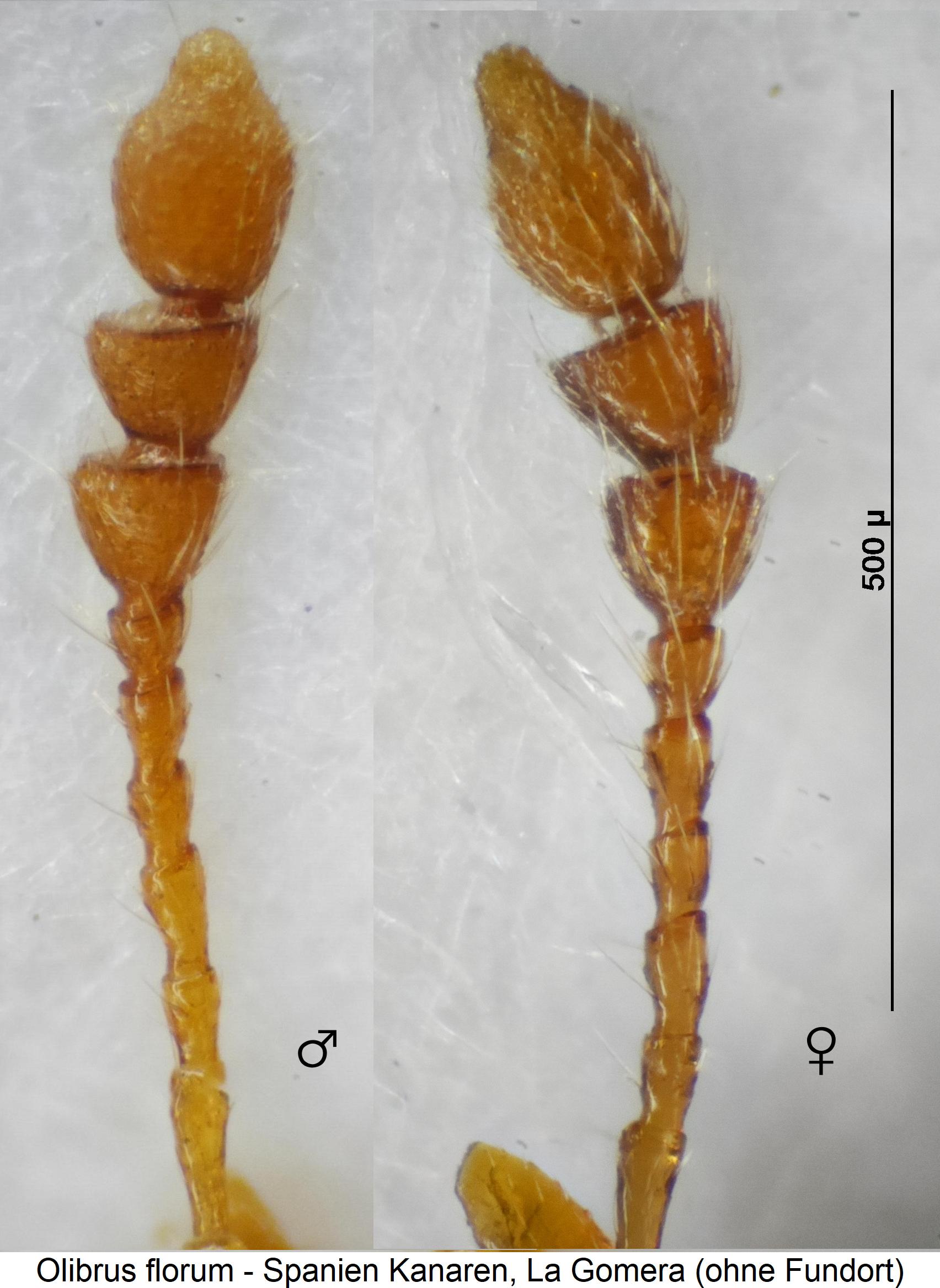 olibrus_florum_m_f.jpg