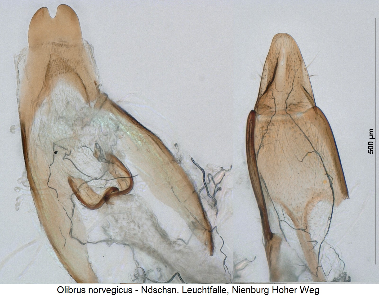 olibrus_norvegicus_ck36115984-1.jpg