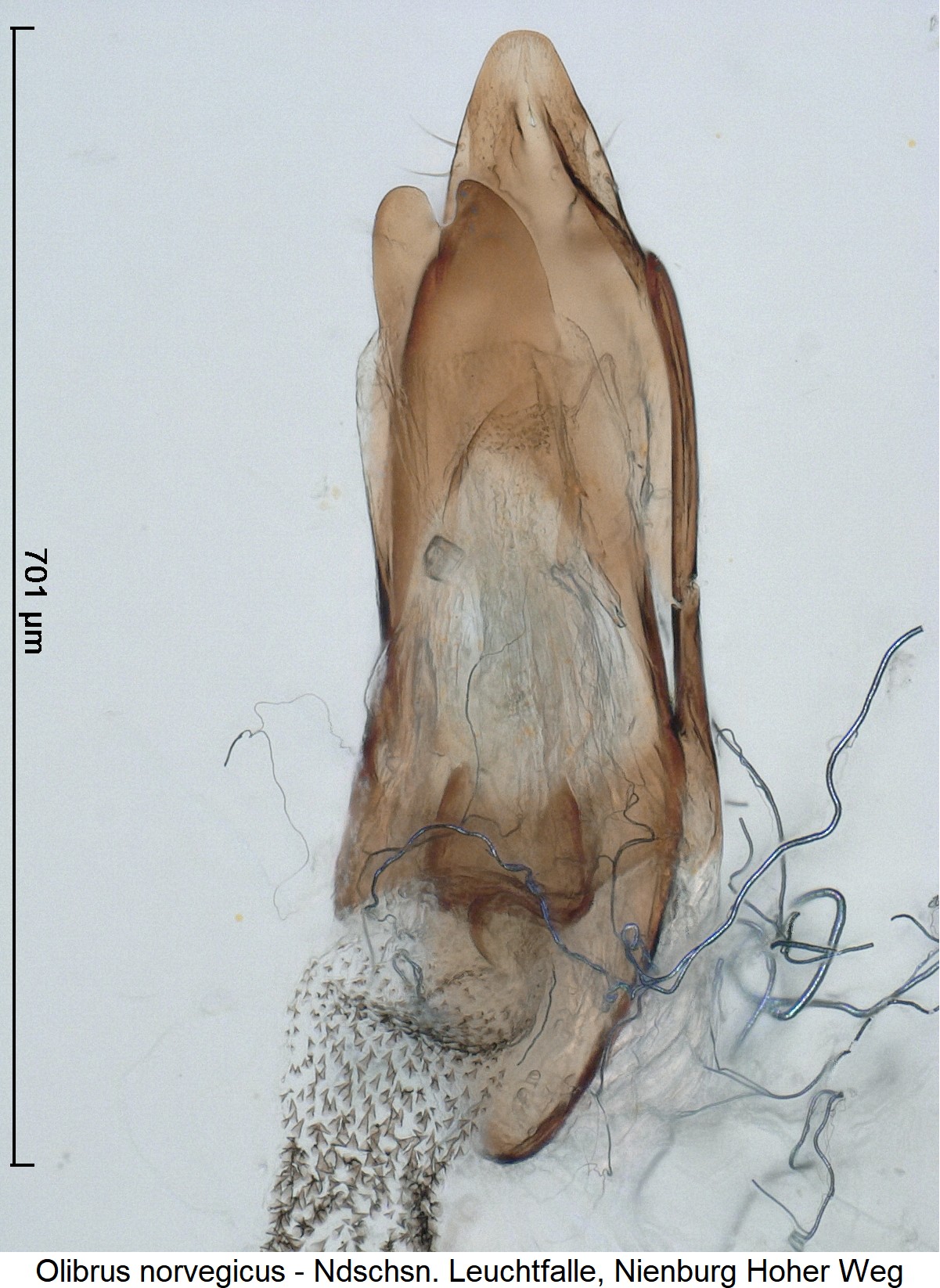 olibrus_norvegicus_ck36115984.jpg
