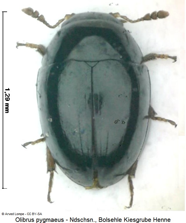olibrus_pygmaeus_hab.jpg