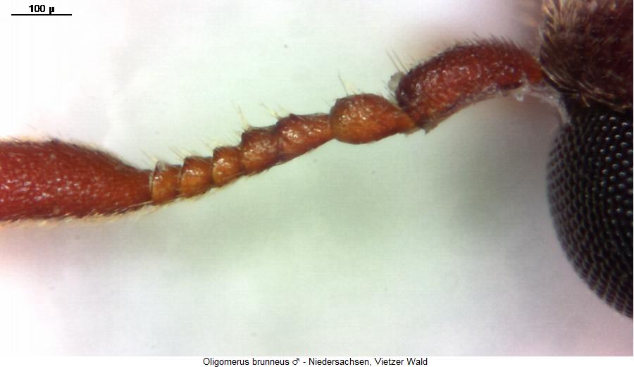 oligomerus_brunneus_f.jpg