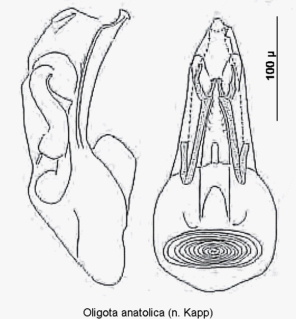 oligota_anatolica.gif