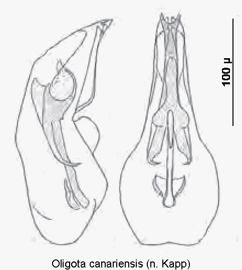 oligota_canariensis.gif