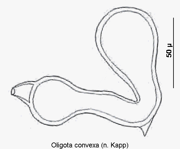 oligota_convexa_sperm.gif
