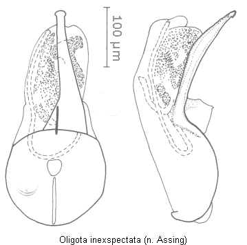 oligota_inexspectata.gif