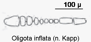 oligota_inflata_f1.gif