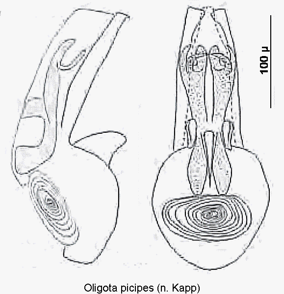 oligota_picipes1.gif