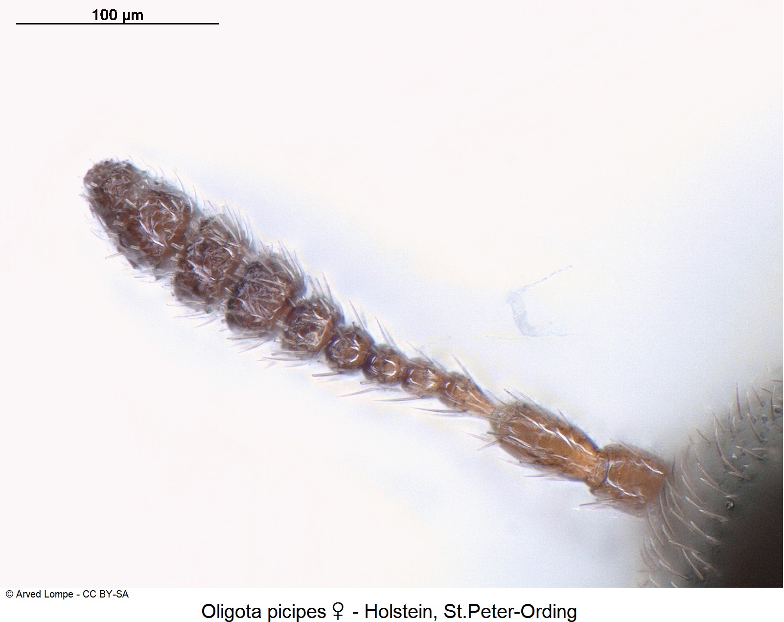 oligota_picipes_w_ck37186037_f.jpg