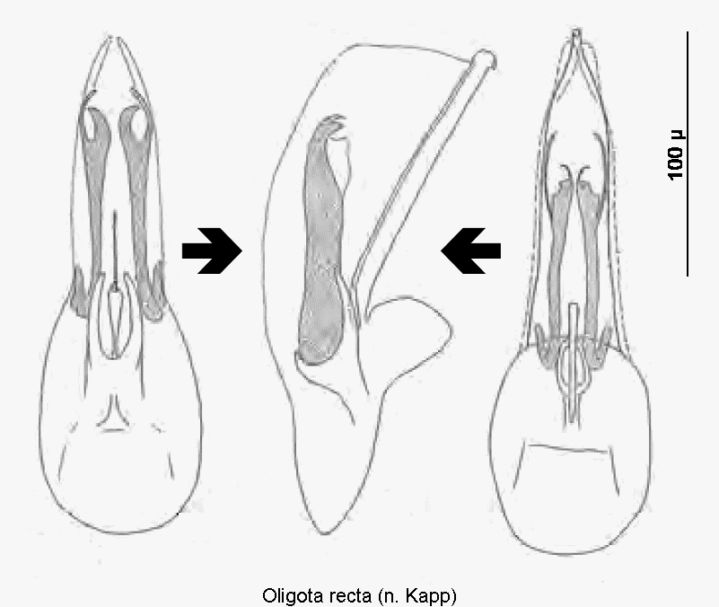 oligota_recta.gif