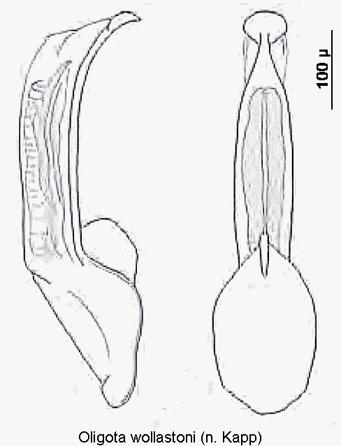 oligota_wollastoni.gif