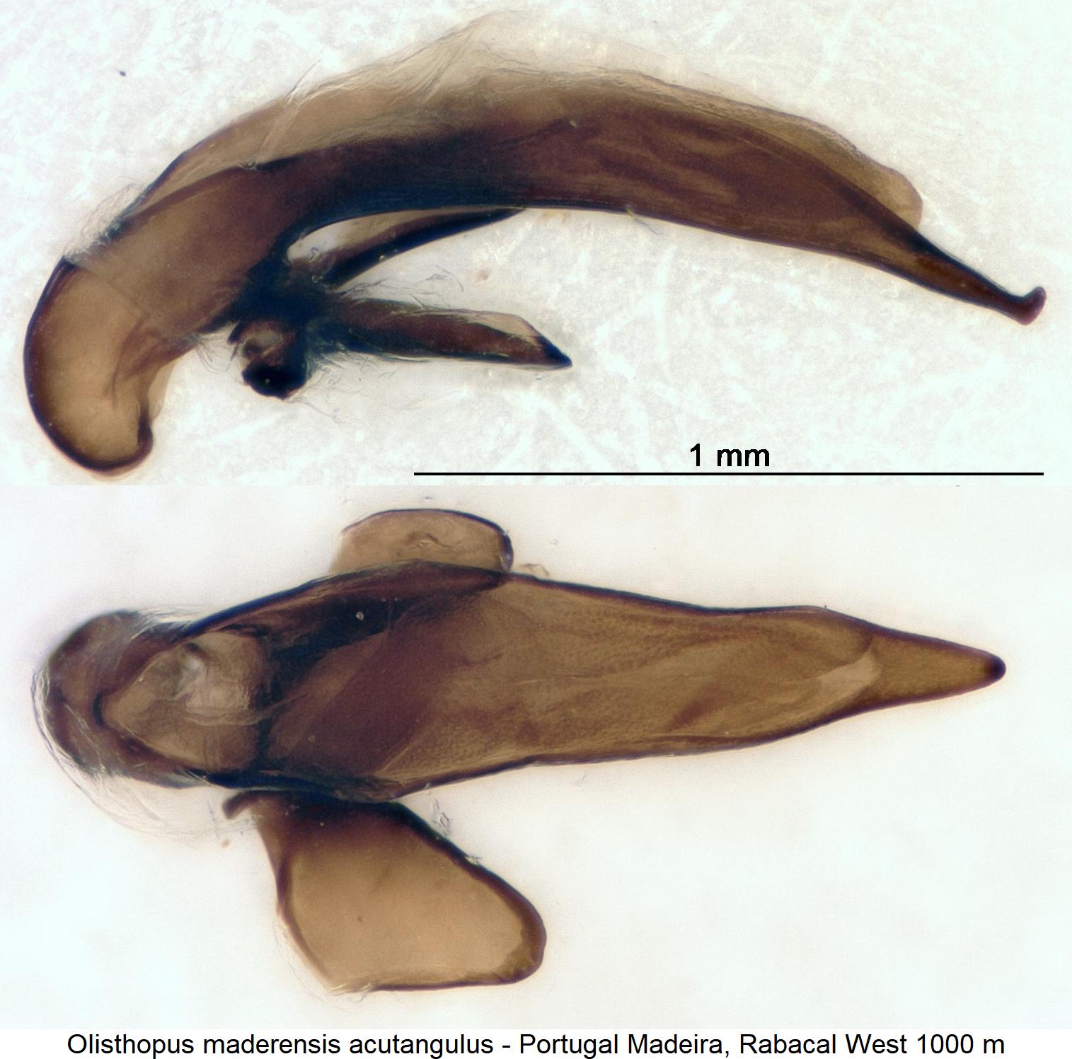olisthopus_acutangulus.jpg