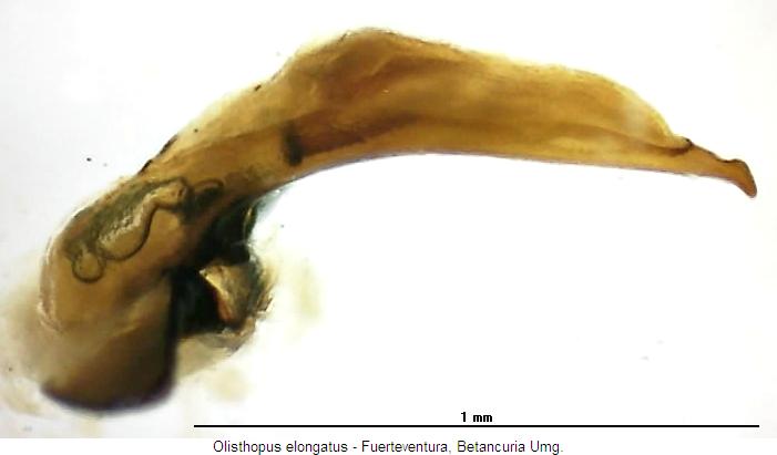 olisthopus_elongatus_kan2.jpg