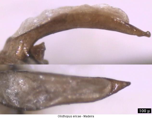 olisthopus_ericae.jpg