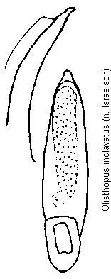olisthopus_inclavatus.gif