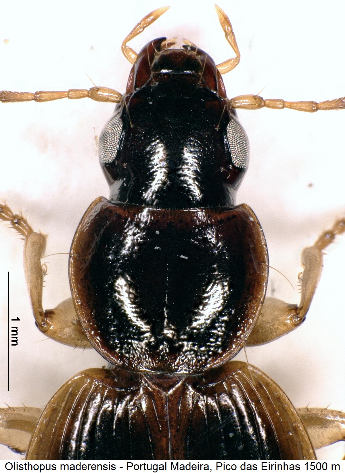 olisthopus_maderensis_vk1.jpg