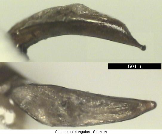 olisthopus_n_sp.jpg