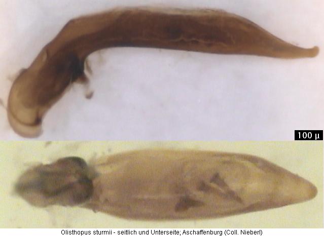 olisthopus_sturmii.jpg