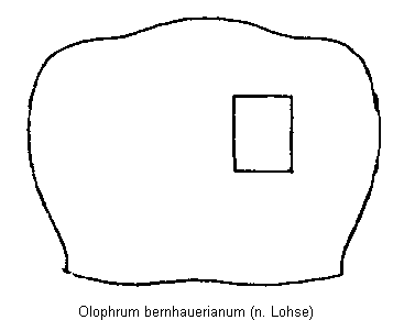 olophrum_bernhauerianum_hsch.gif