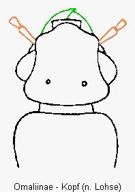 omaliinae_k.gif