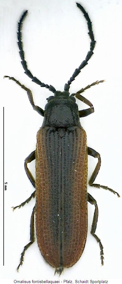 omalisus_fontisbellaquaei_hab.jpg