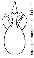 omalium_caesum.gif