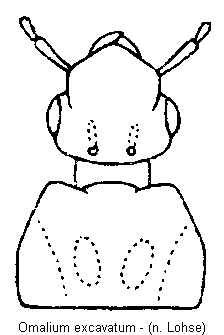 omalium_excavatum_vk.gif