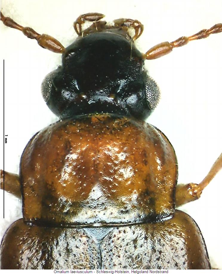 omalium_laeviusculum_vk.jpg